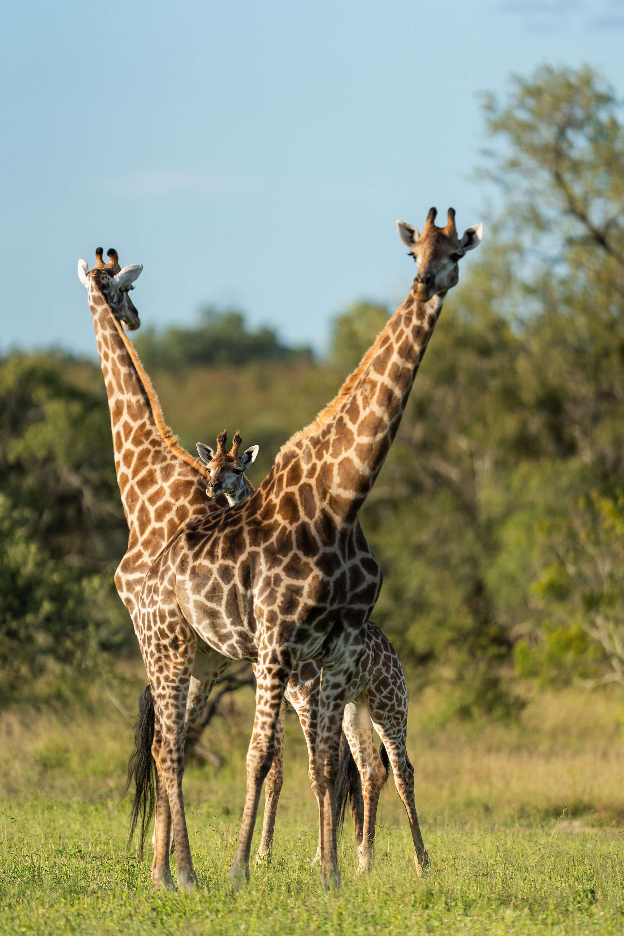Kruger National Park Hero Giraffe Family Background Kruger National Park