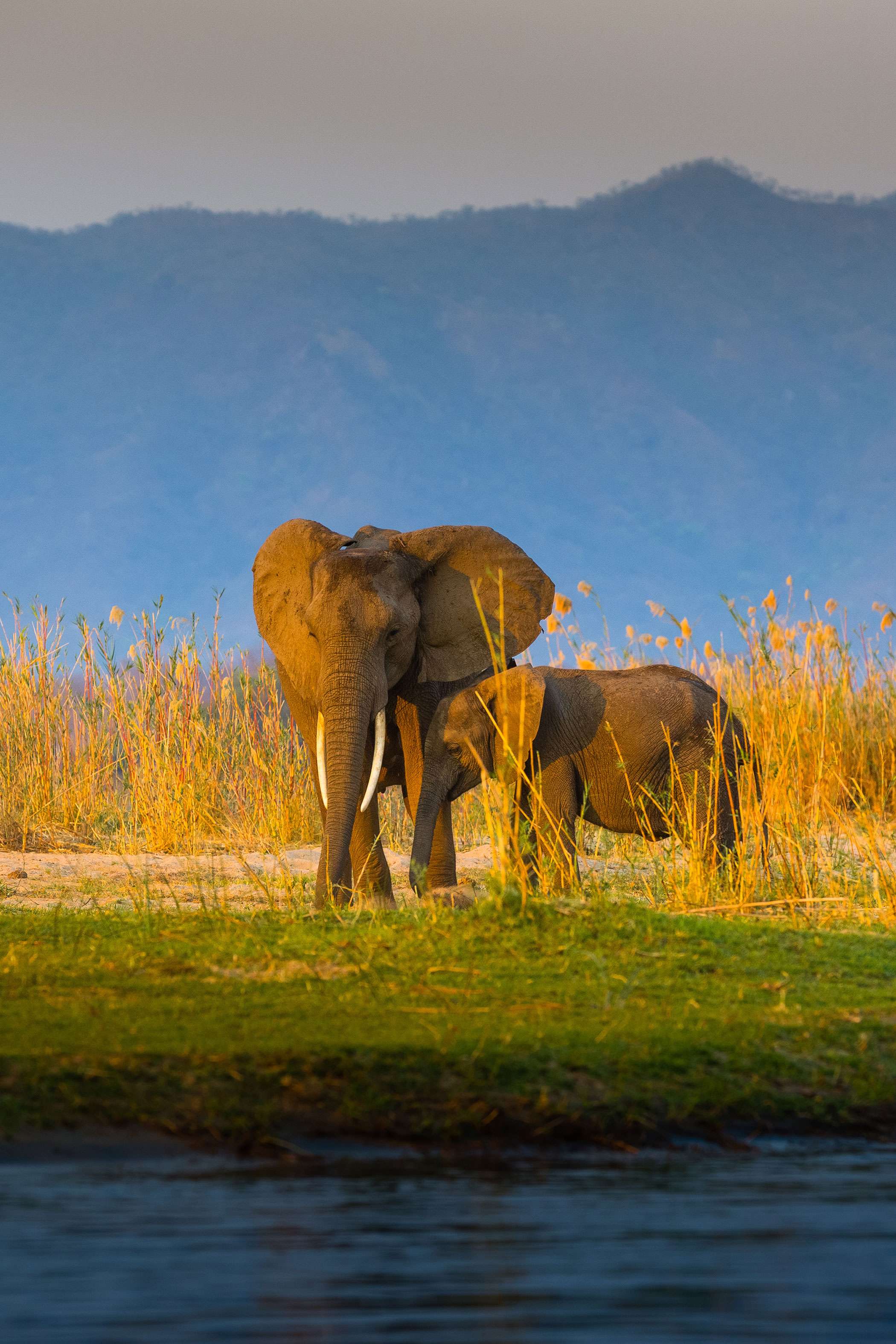 Zambia Hero Elephants With Calf Riverbank Background Zambia