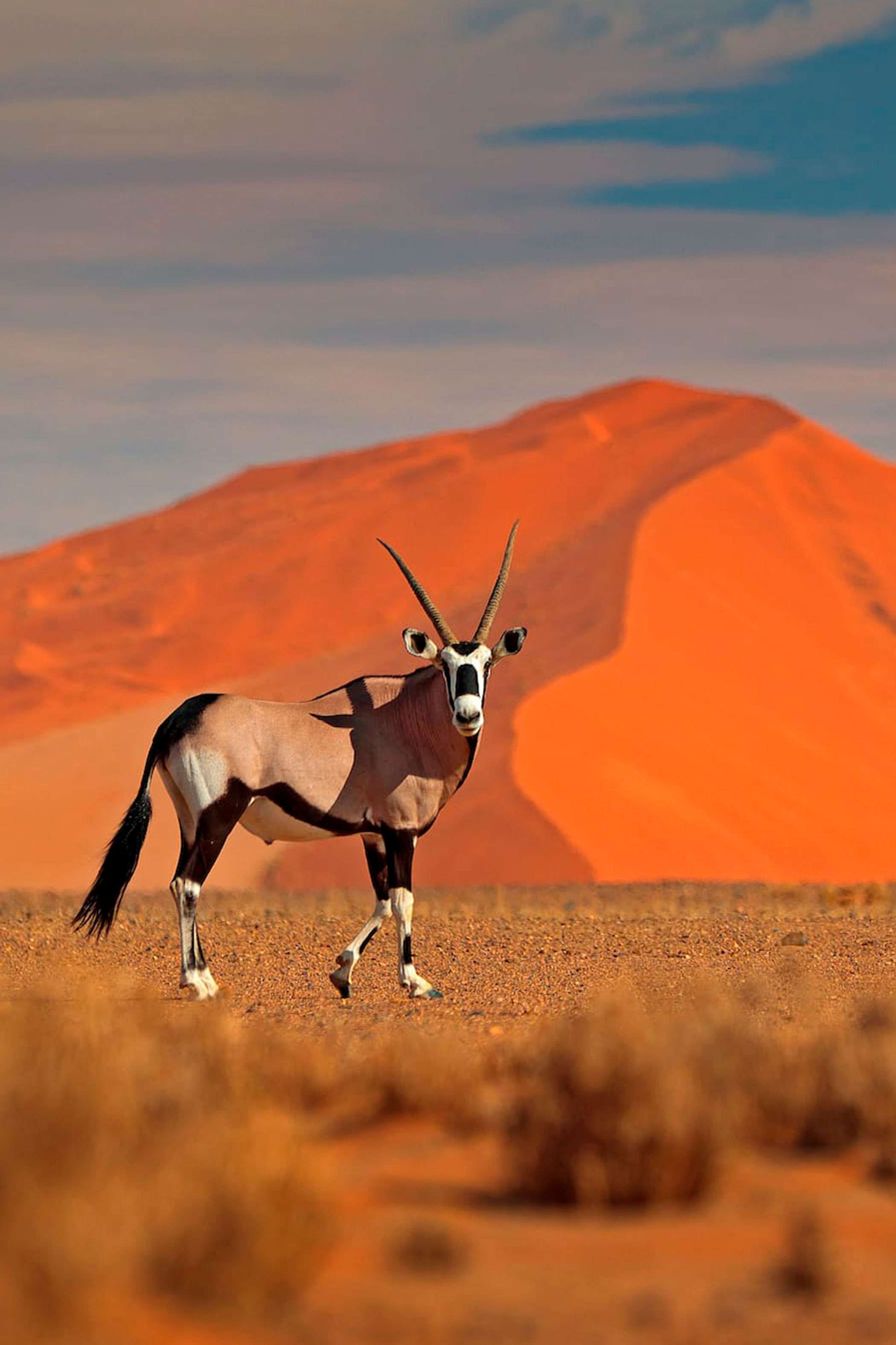 Namibia Destination Hero Oryx And Red Sand Dune Background Namibia