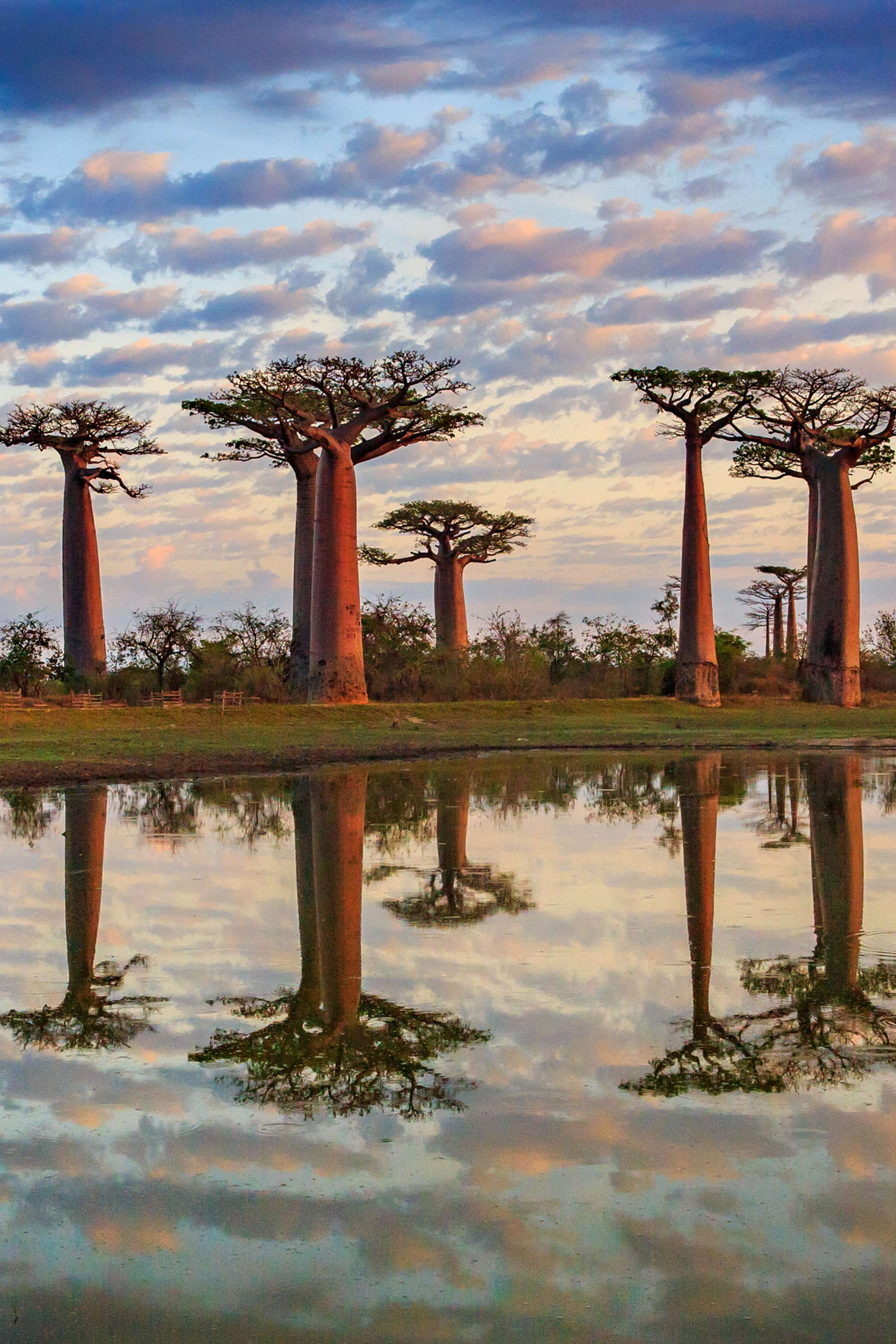 Madagascar Hero Avenue Of The Baobabs Reflection Background Madagascar