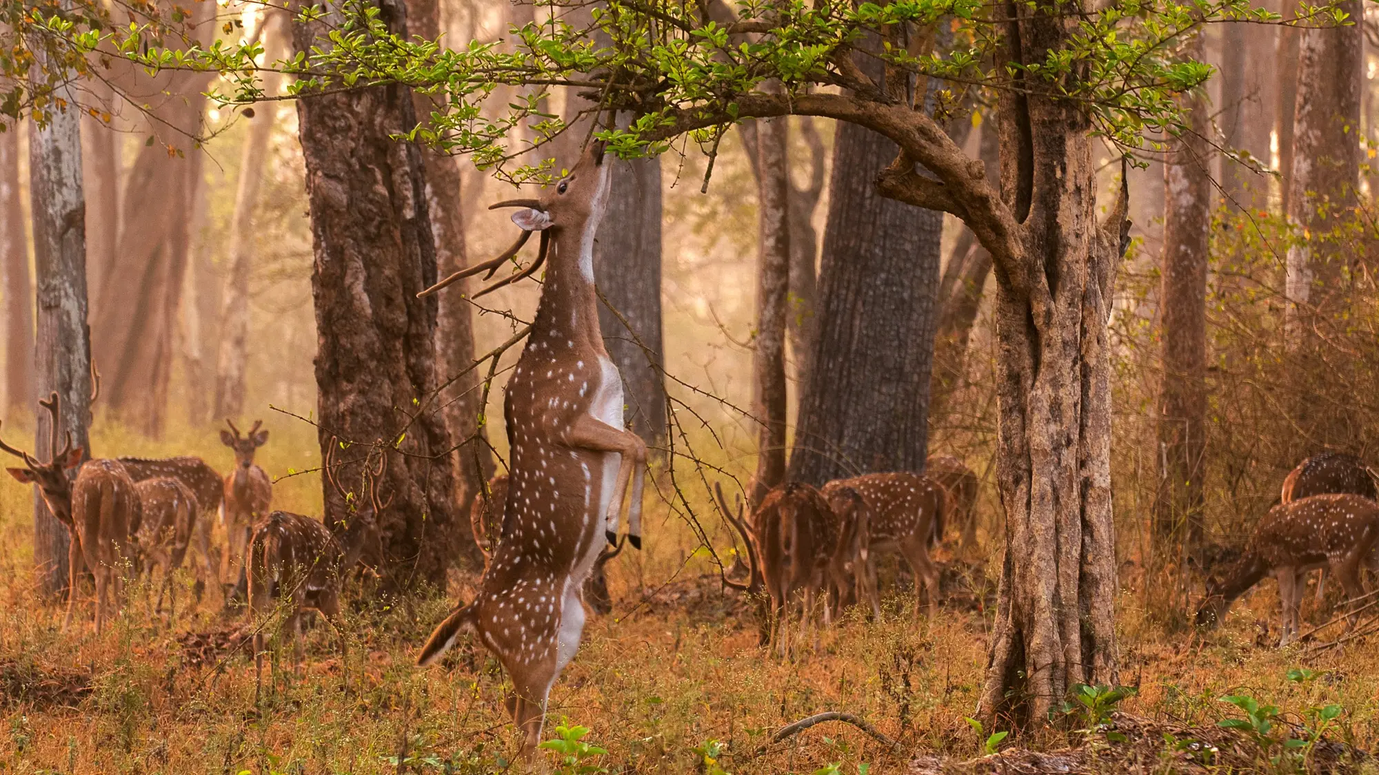 Nagarhole National Park