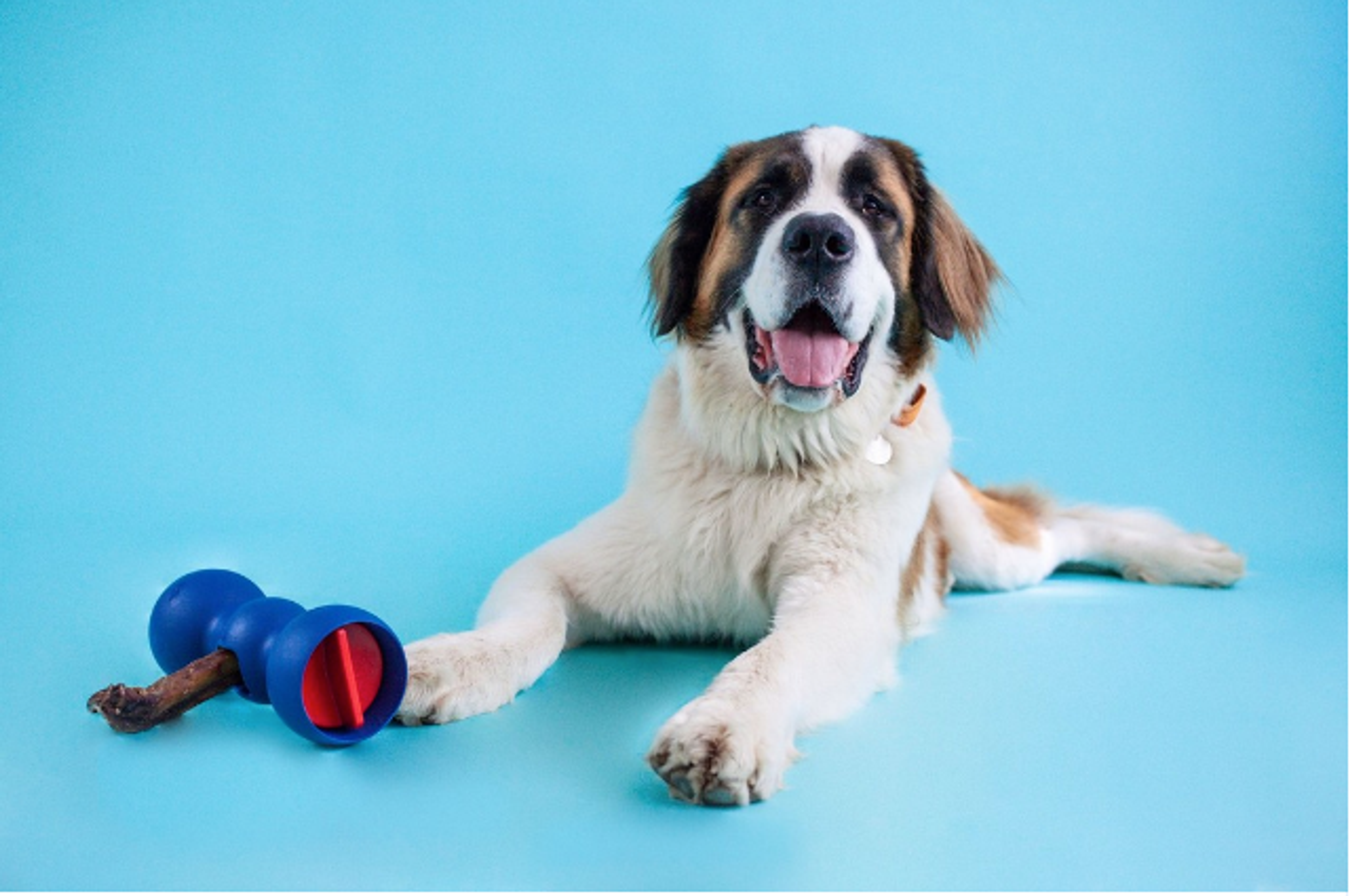 Dog with chew