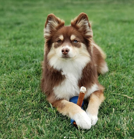 Dog holding treat