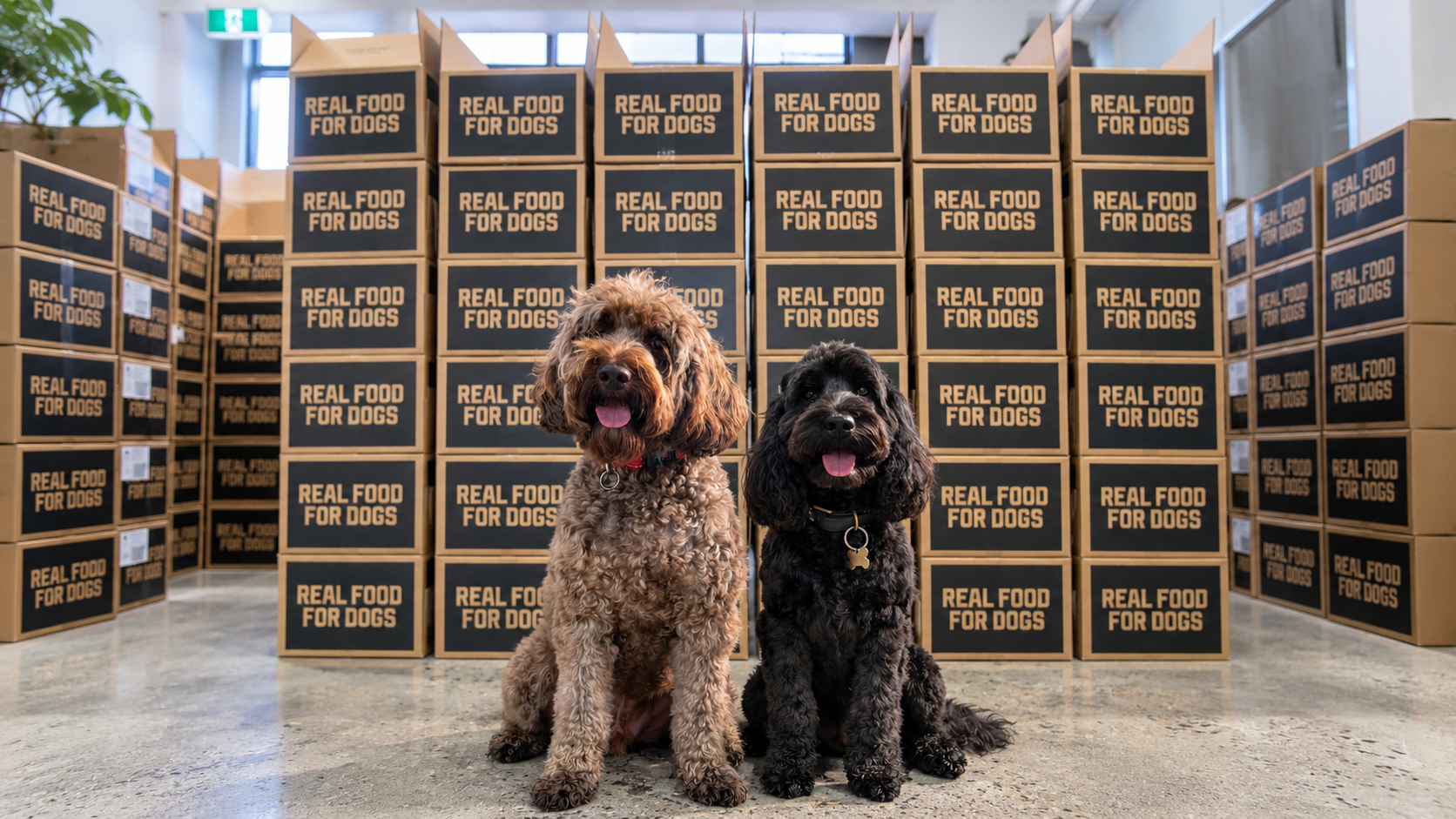 The Butcher's Dog with Real Food For Dogs delivery boxes