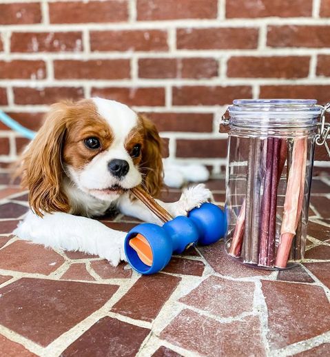 Dog chewing on treat