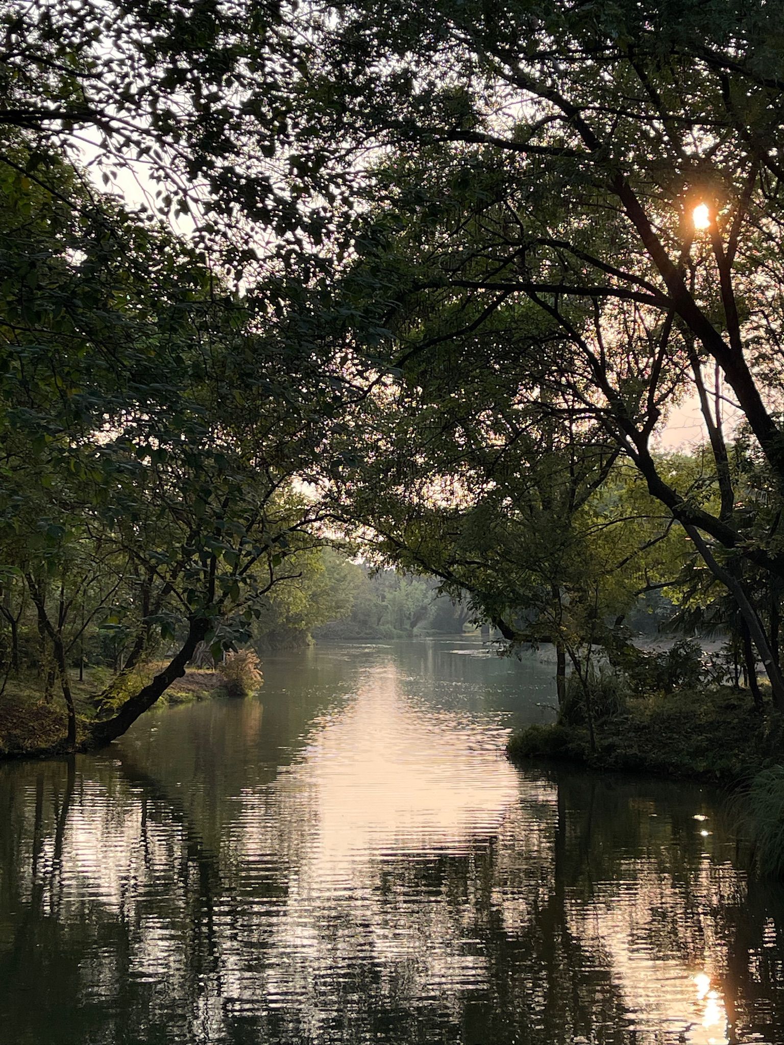 Picture of a forest.