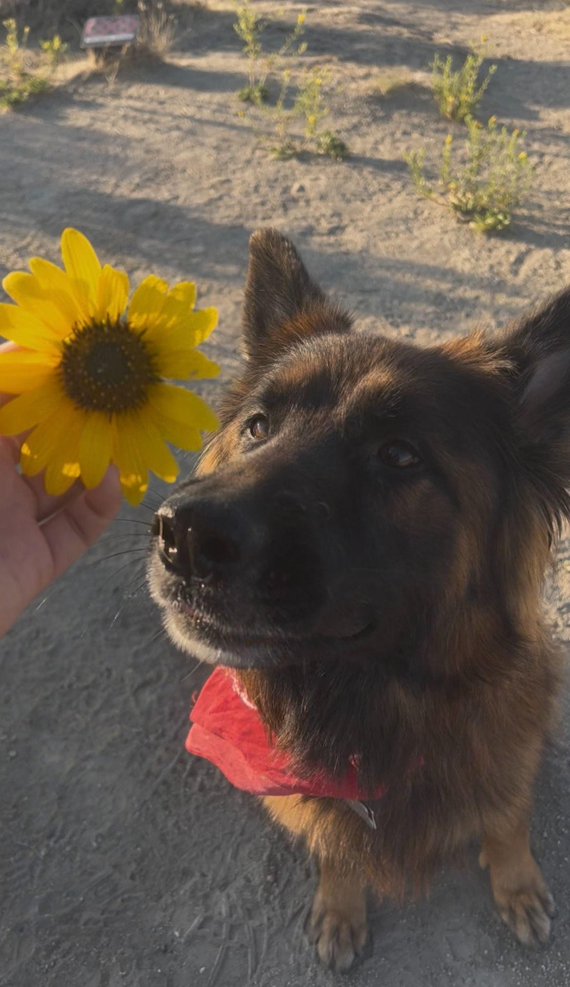 Image of dog with sunflower