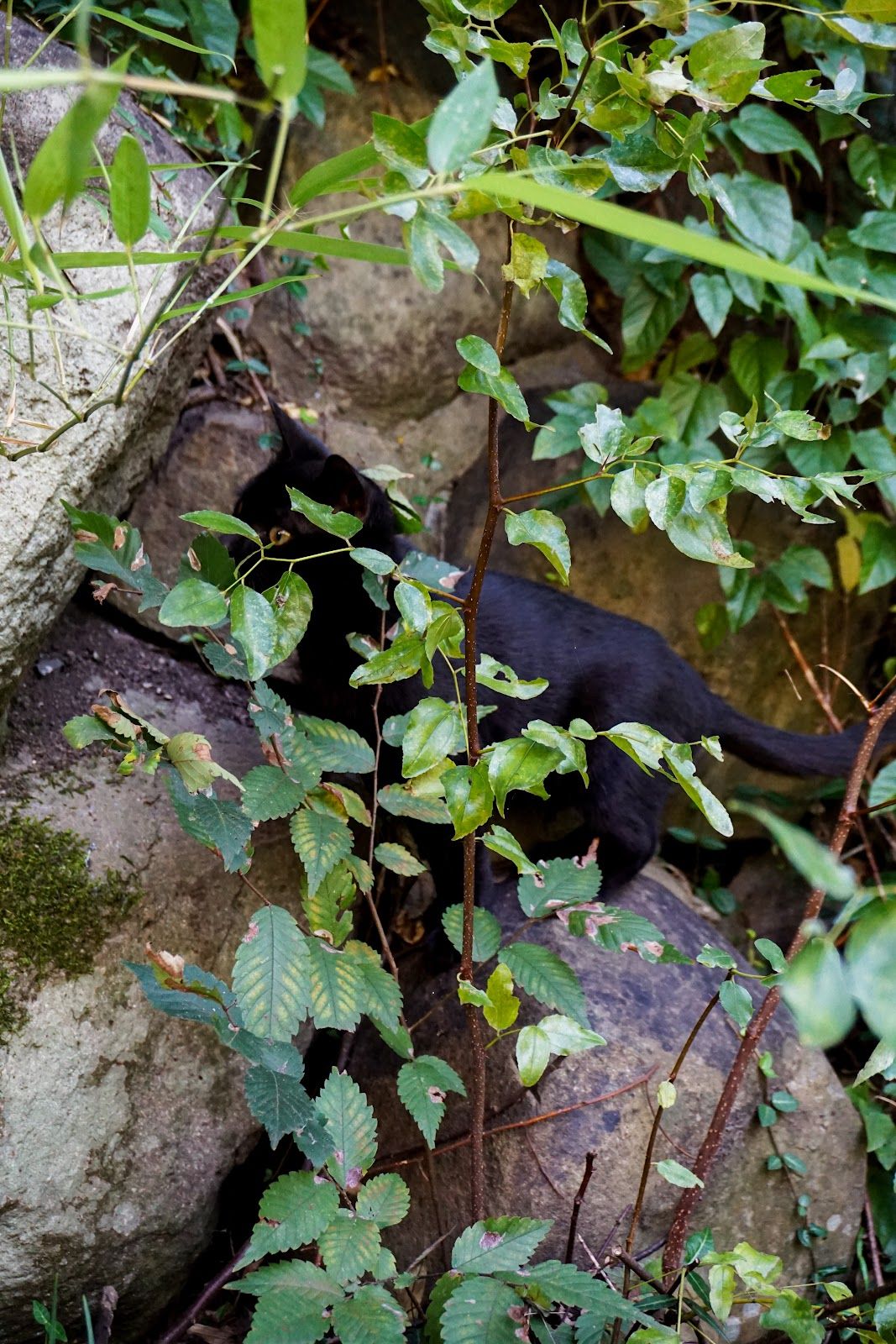 A black cat amongst foliage