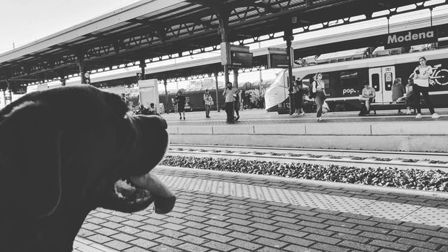 Viaggiare in treno con il tuo pet: tutto quello che devi sapere (e non dimenticare)