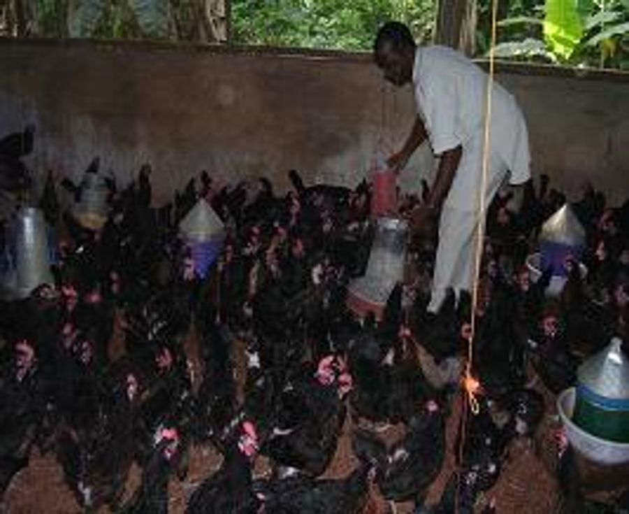 Supporting local poultry producers