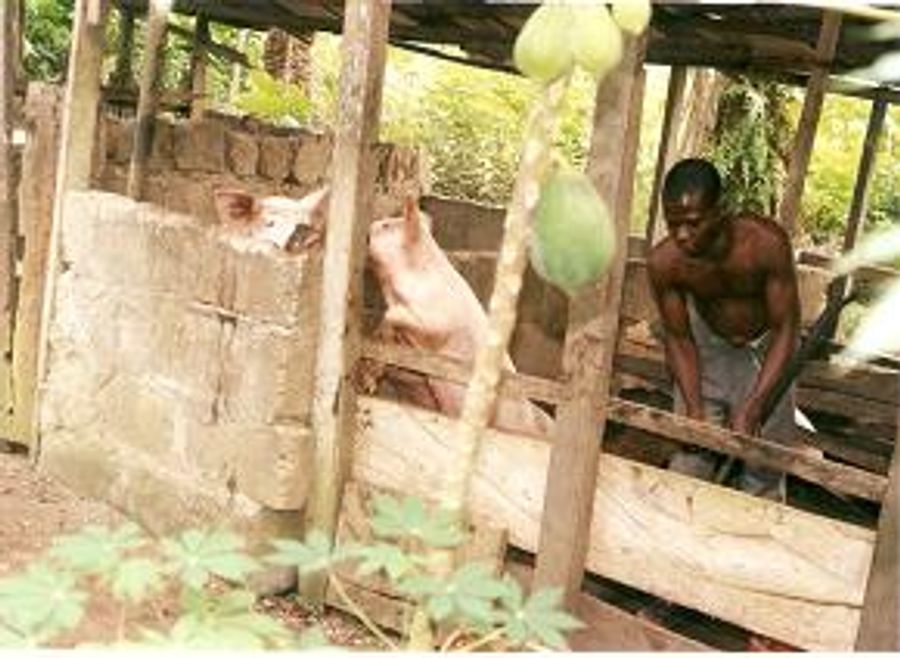 Learning the business of piggery