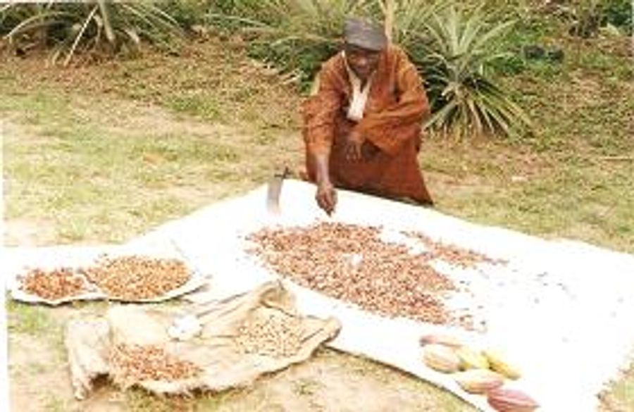 Cocoa farming knowledge in practice