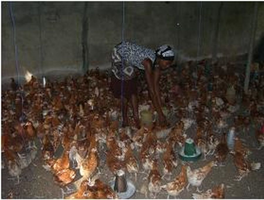 Young people building livelihoods