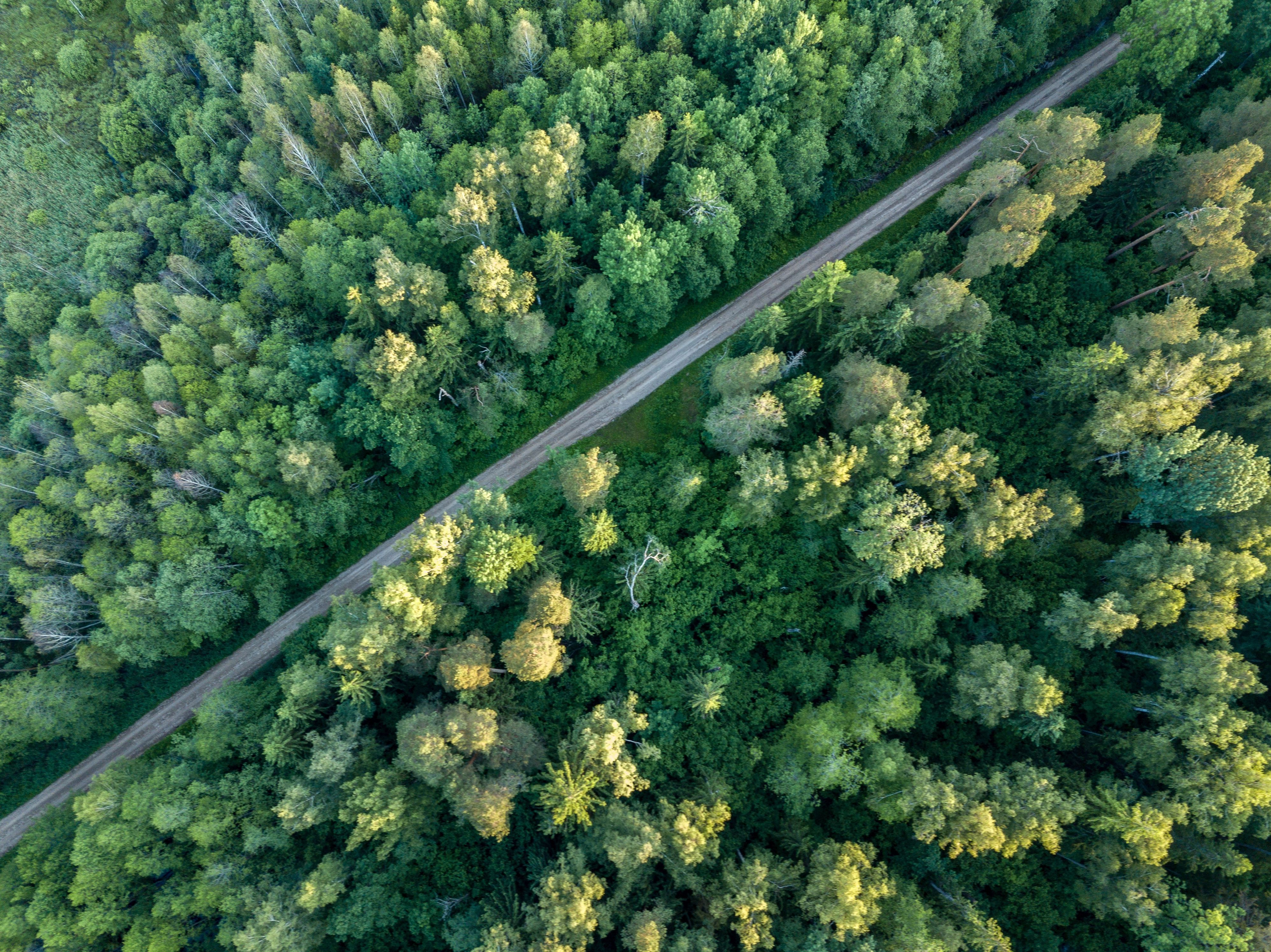 A forest from above.