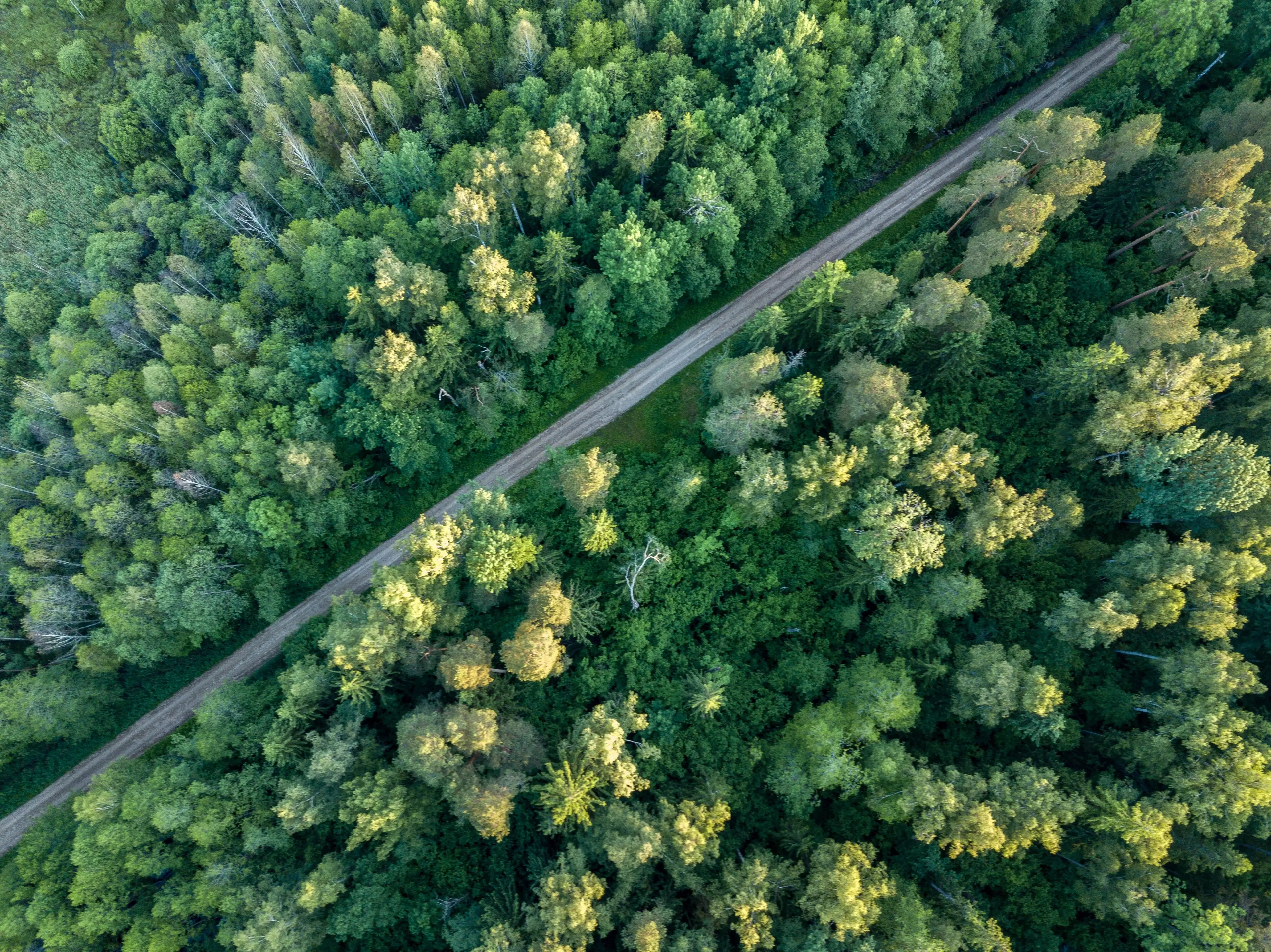A forest from above.