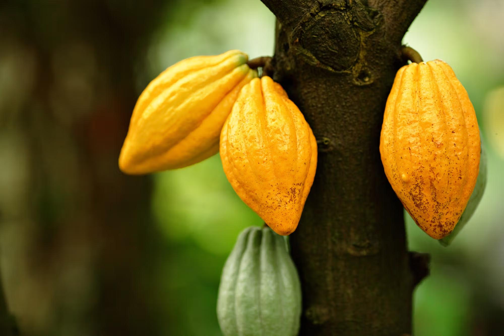 fruit