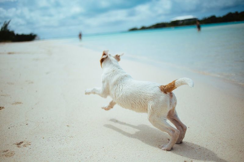 Dog having fun on a beach