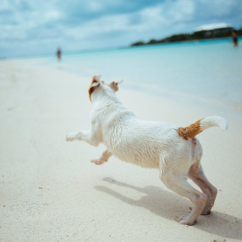 Dog having fun on a beach