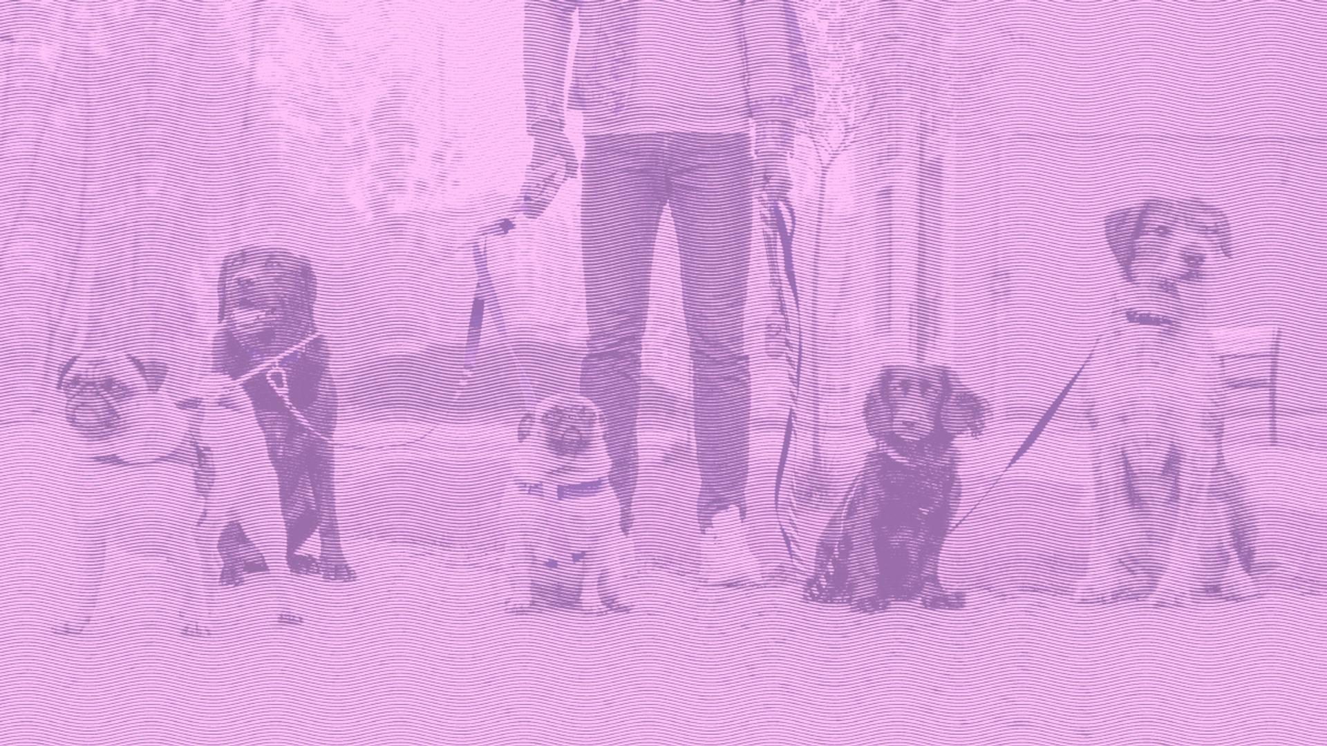 A person standing and holding leashes attached to five seated dogs of various breeds.