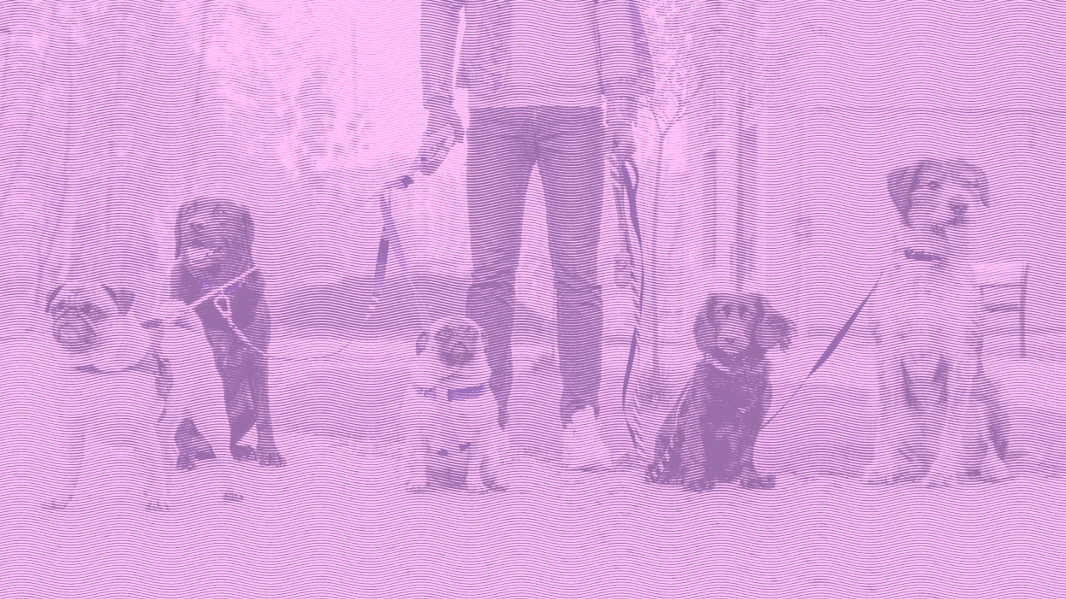 A person standing and holding leashes attached to five seated dogs of various breeds.