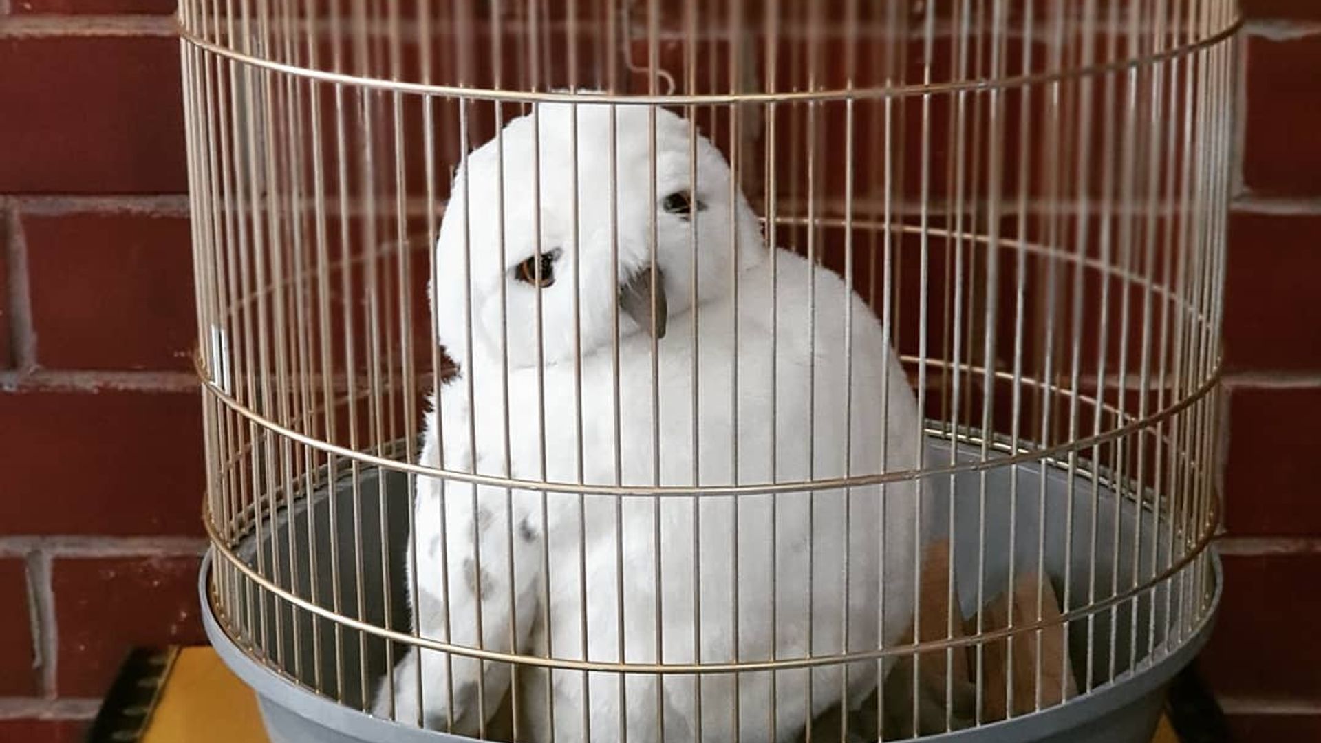 Harry Potter Owl
