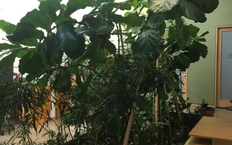 Office Space as Green Space