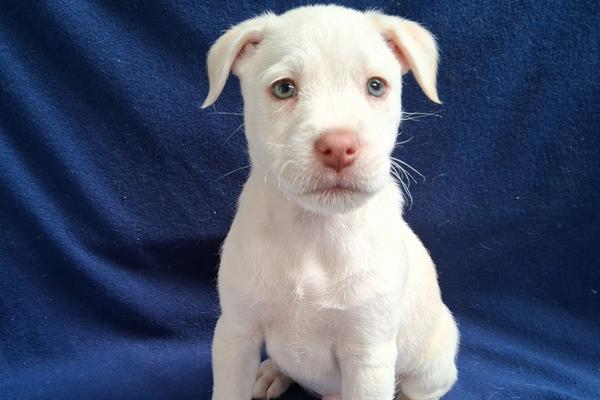Petsmart July 11th