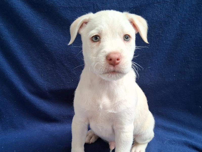 Featured image of Petsmart July 11th