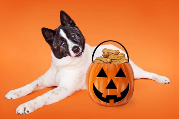 Petsmart October 25