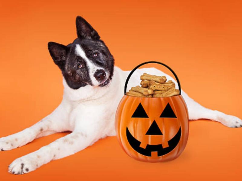 Featured image of Petsmart October 25