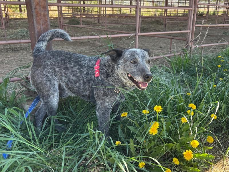 Featured image of Petsmart July 25th