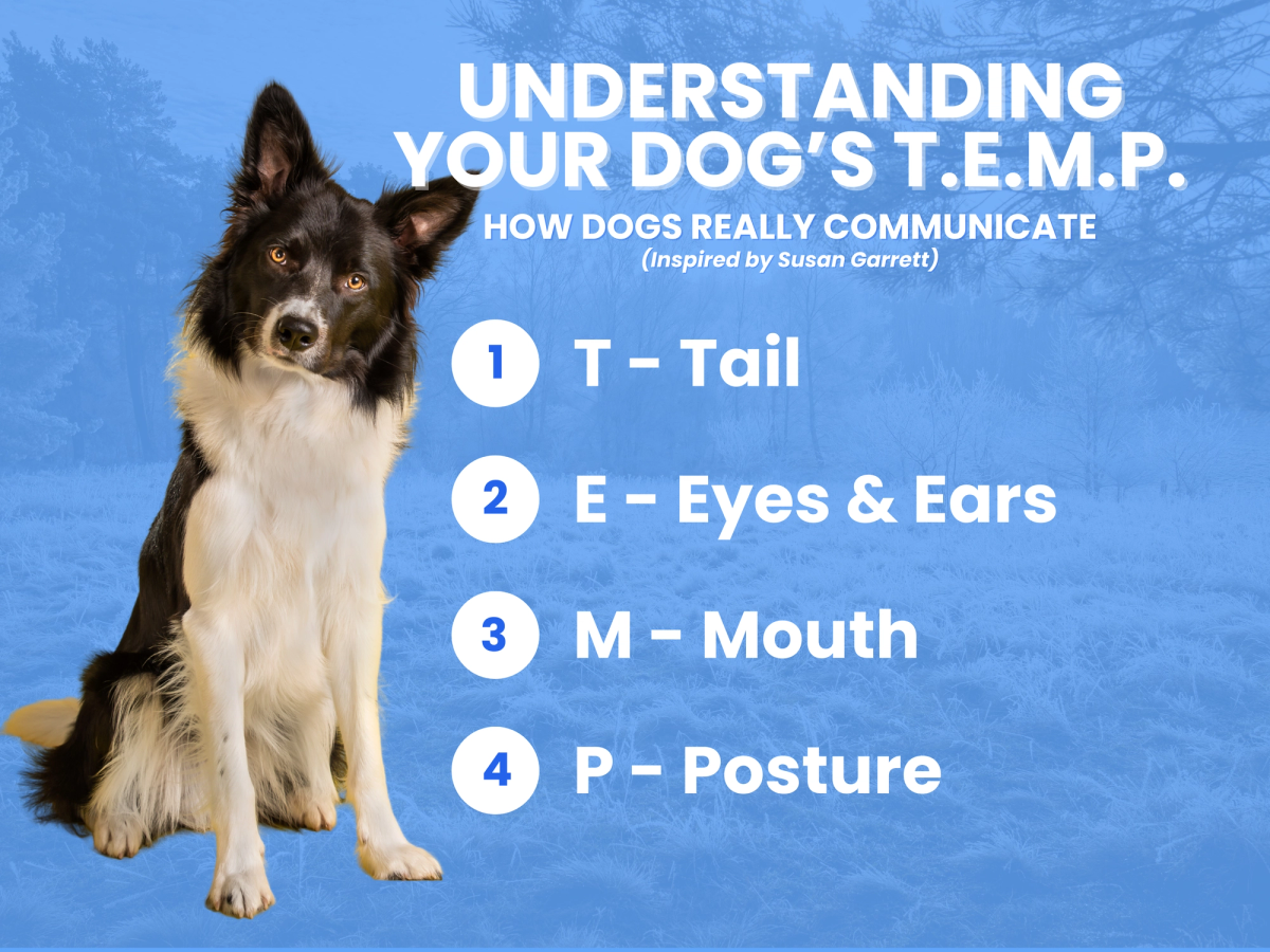 Understanding Your Dog’s TEMP