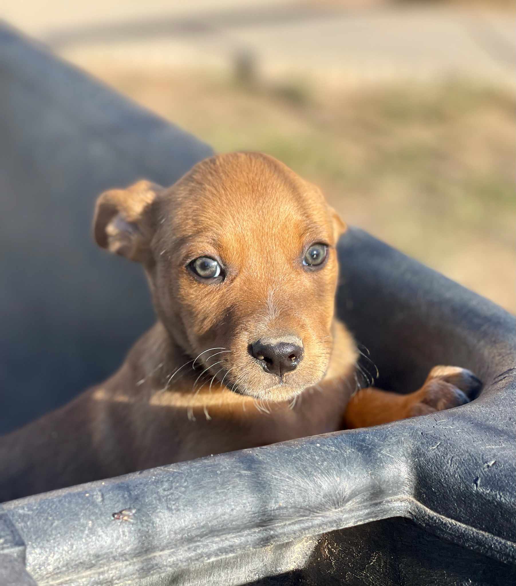 Photo of Buster Brown