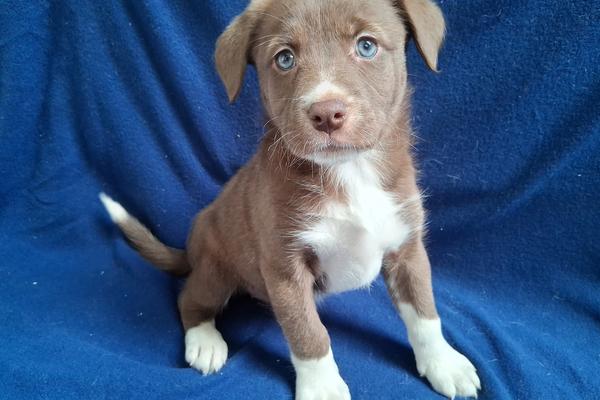 Petsmart July 9th