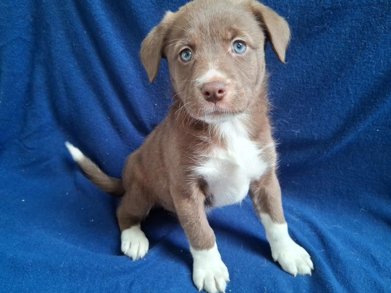 Featured image of Petsmart July 9th