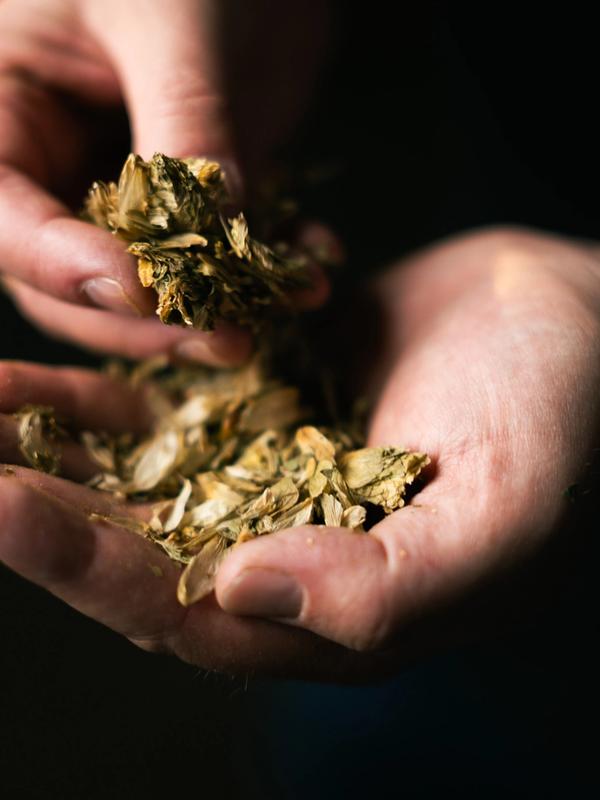 Two hands pouring dried green-gold hop cones from one palm into the other