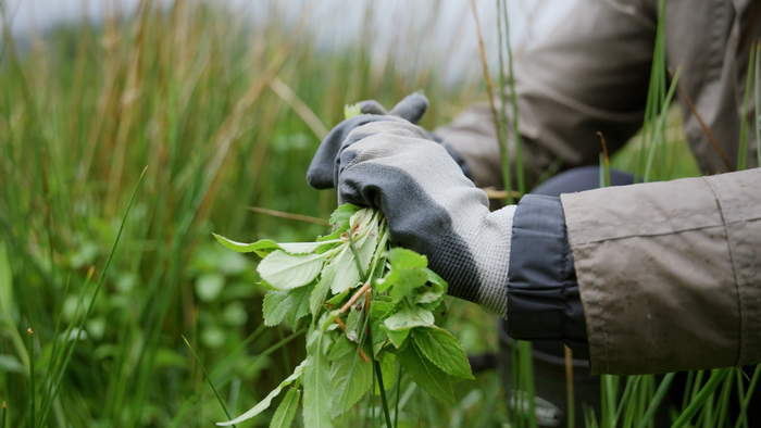 Pull Together: Bash the Balsam