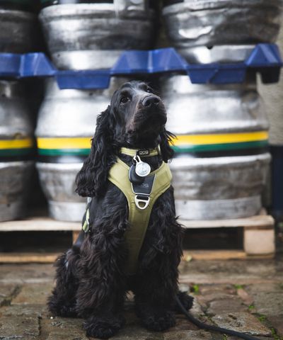 Jet, Brewery Dog at Jennings Brewery