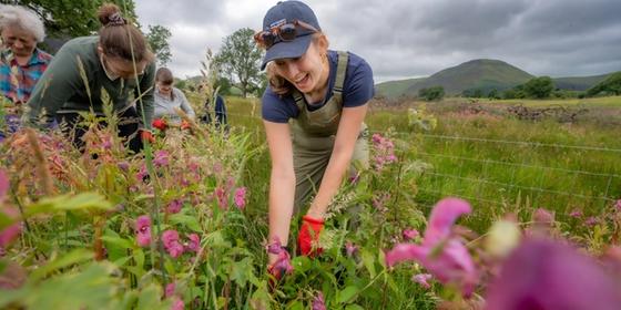 Volunteers pulling Himalayan balsam beside the River Cocker