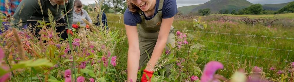 Volunteers pulling Himalayan balsam beside the River Cocker