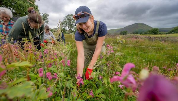 Volunteers pulling Himalayan balsam beside the River Cocker