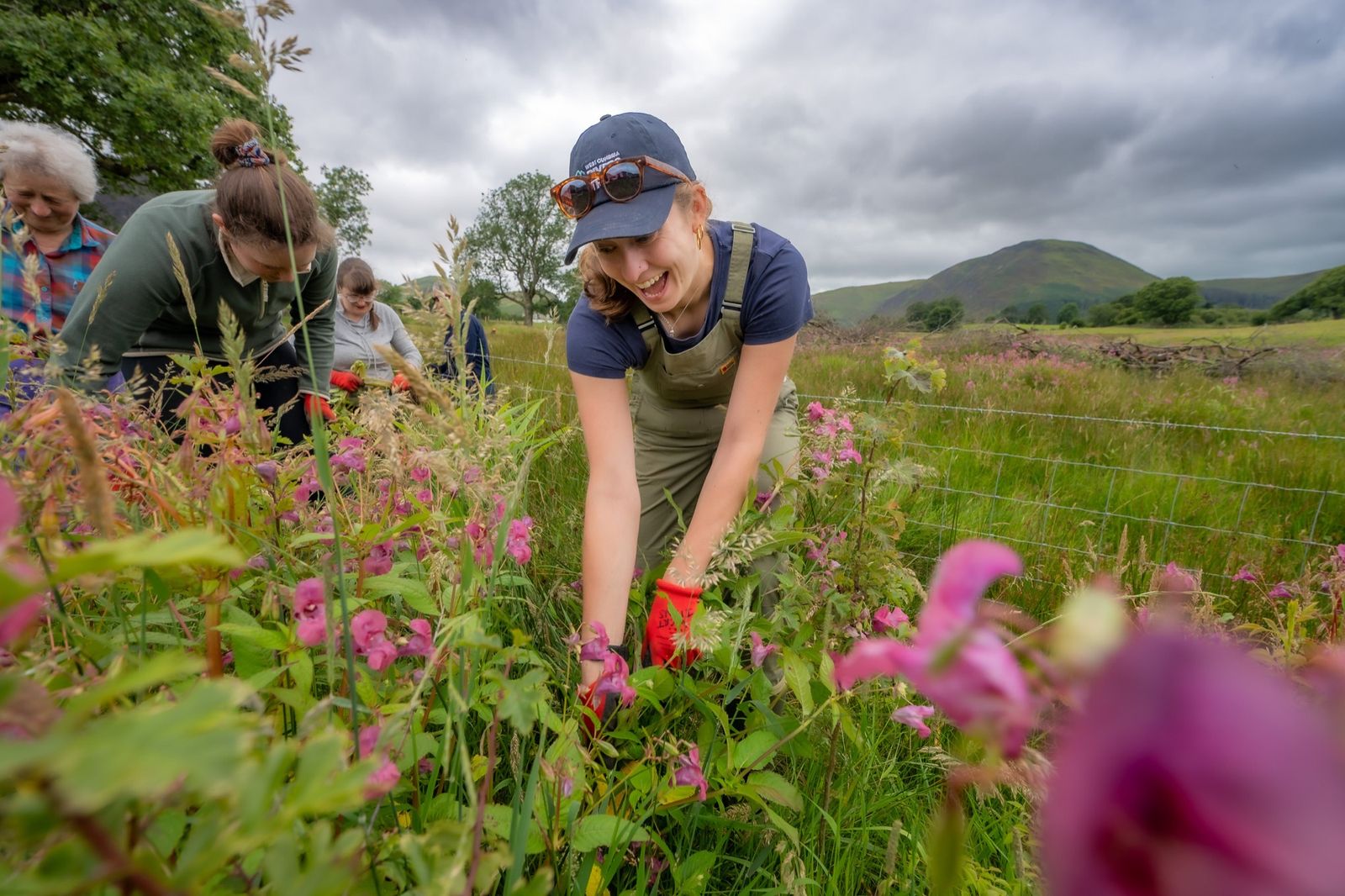 Volunteers pulling Himalayan balsam beside the River Cocker