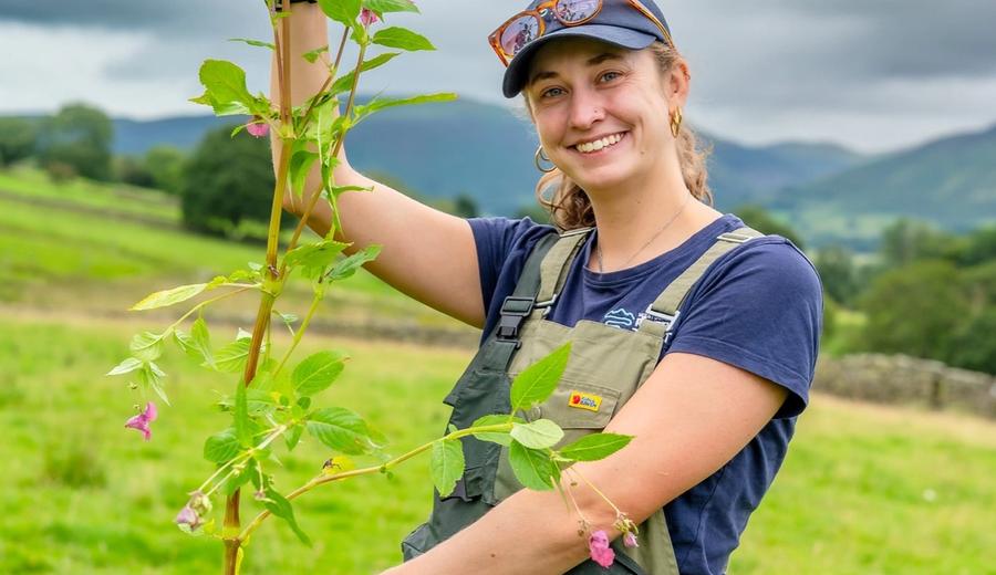 A West Cumbria Rivers Trust volunteer holding a pulled Himalayan balsam plant