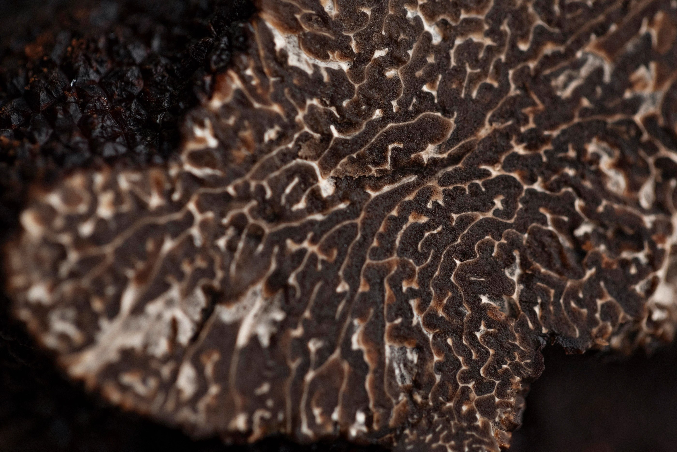 Close-up of the textured surface of a sliced black truffle showing intricate patterns.