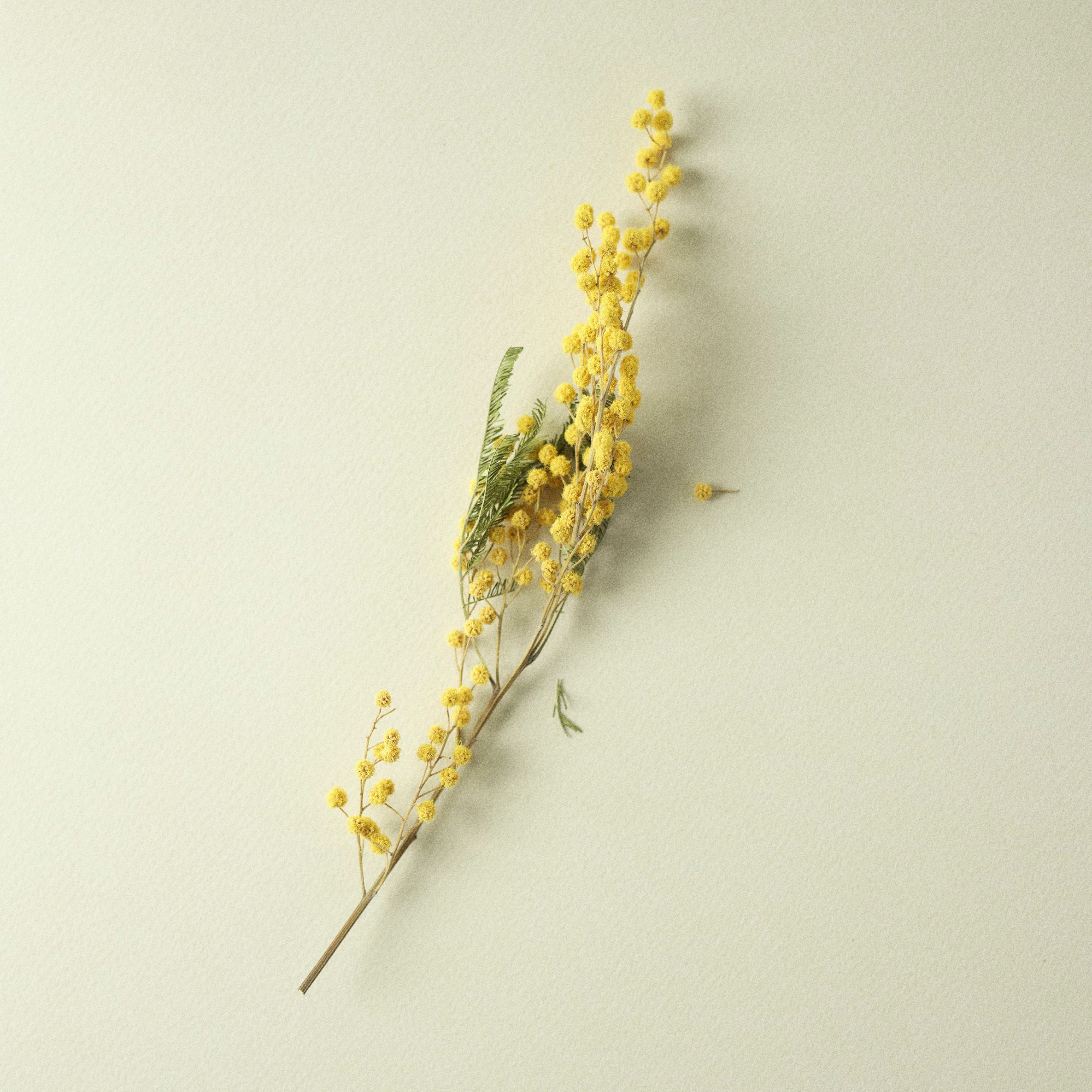 Winter 26 | Lighthouse | Oakmoss, Spiced Cardamom | Seasonal