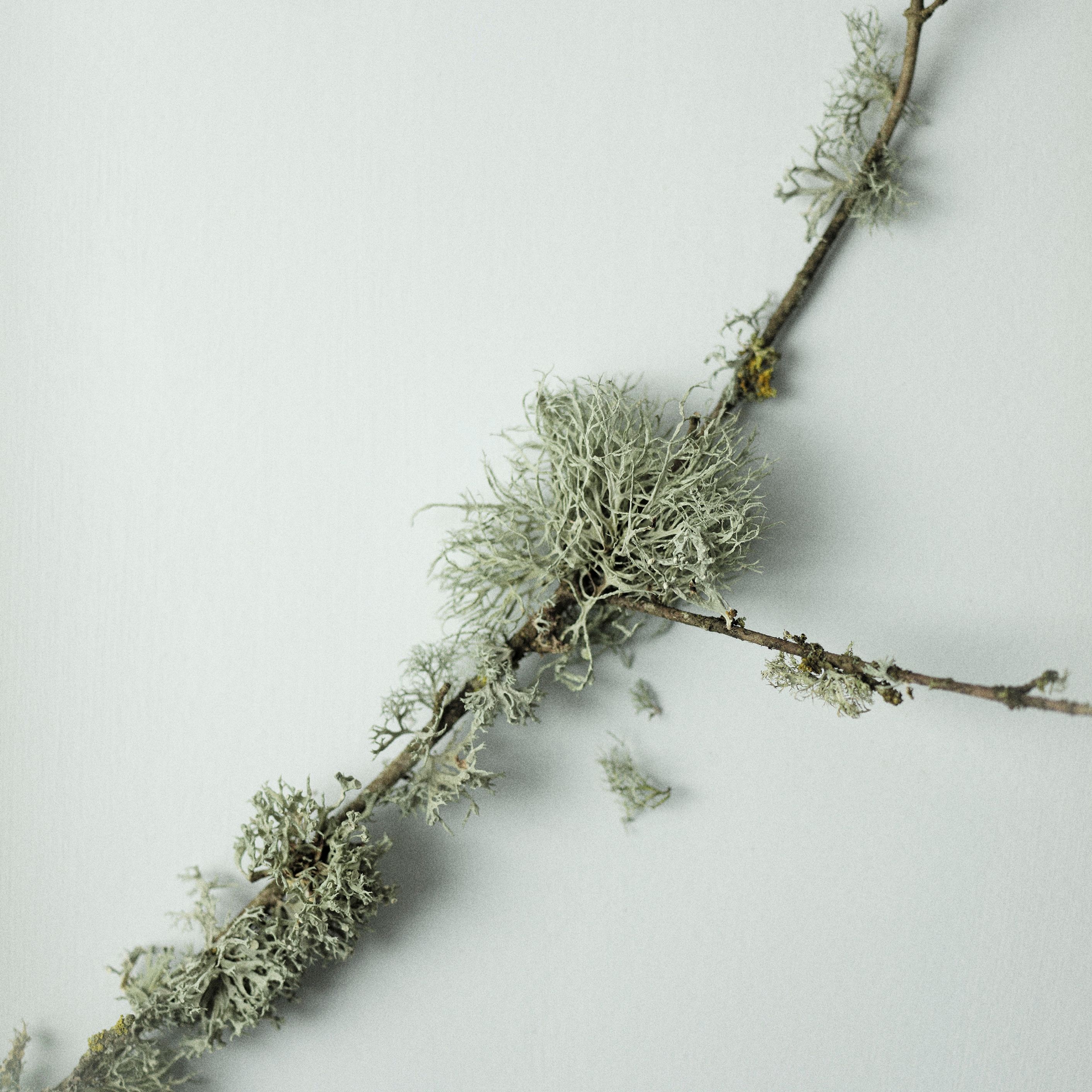 Winter 26 | Lighthouse | Oakmoss, Spiced Cardamom | Seasonal