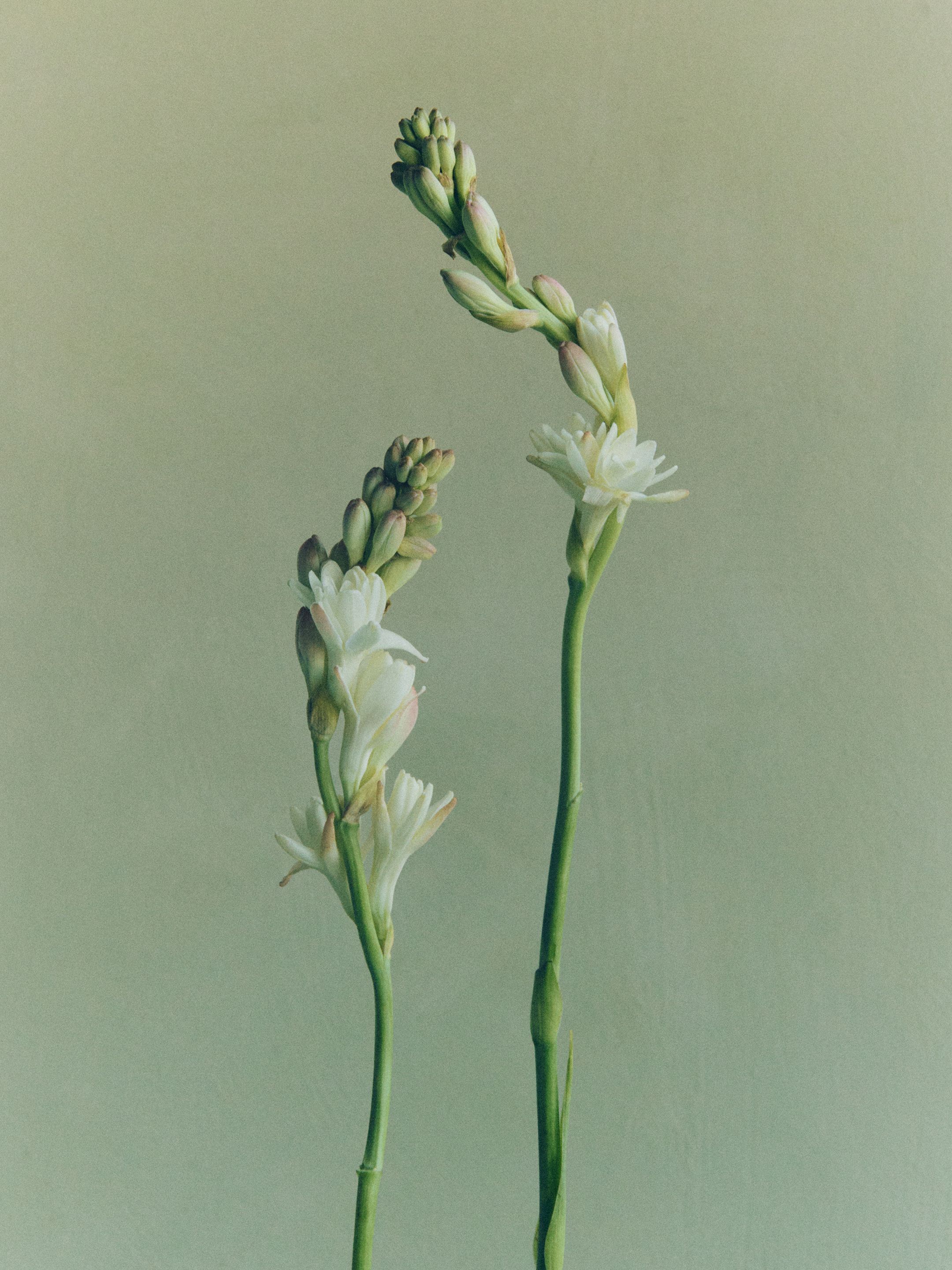 Spring 26 | Wild Land | Floral Broom, Creamy Tuberose | Seasonal