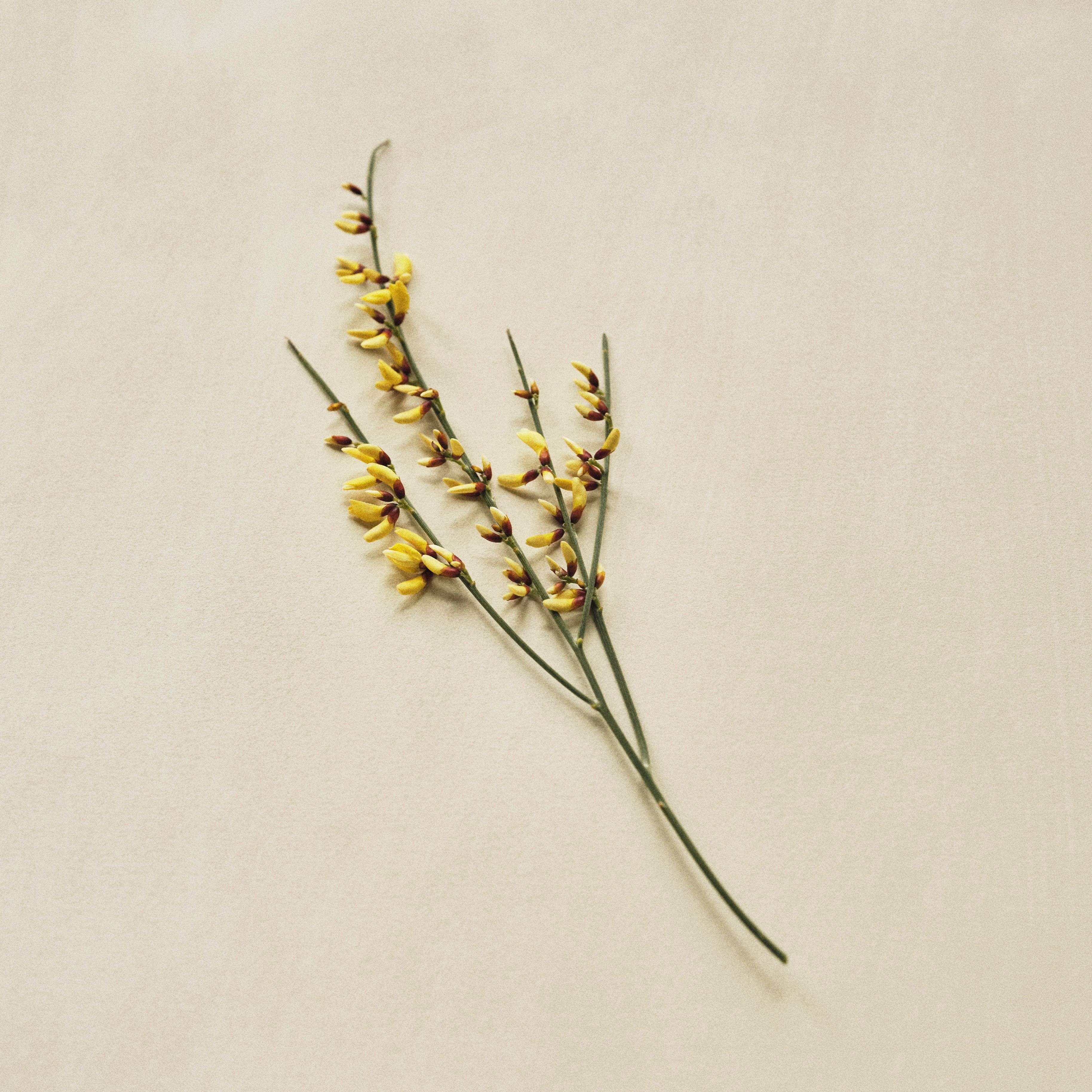 Spring 26 | Wild Land | Floral Broom, Creamy Tuberose | Seasonal