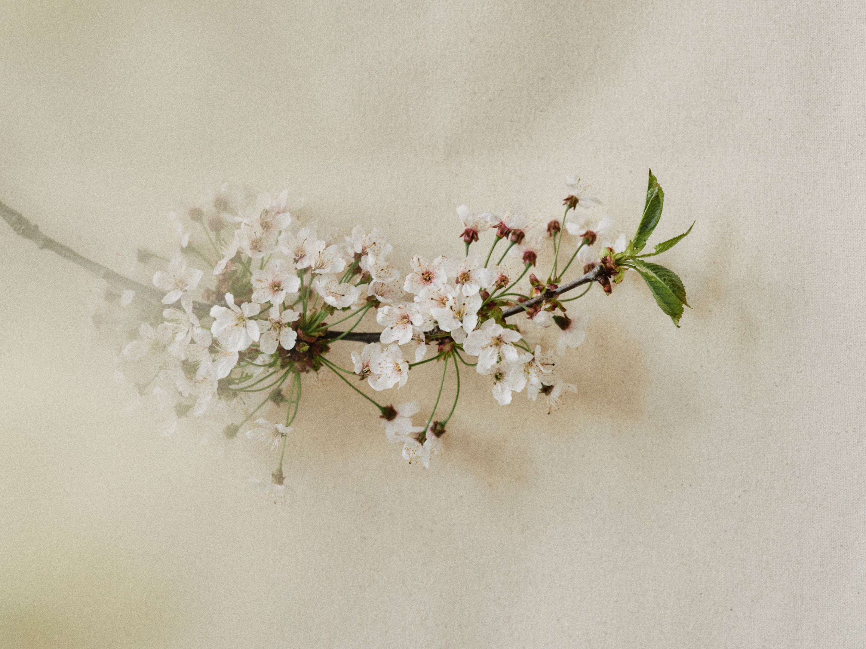 Spring 26 | Wild Land | Floral Broom, Creamy Tuberose | Seasonal