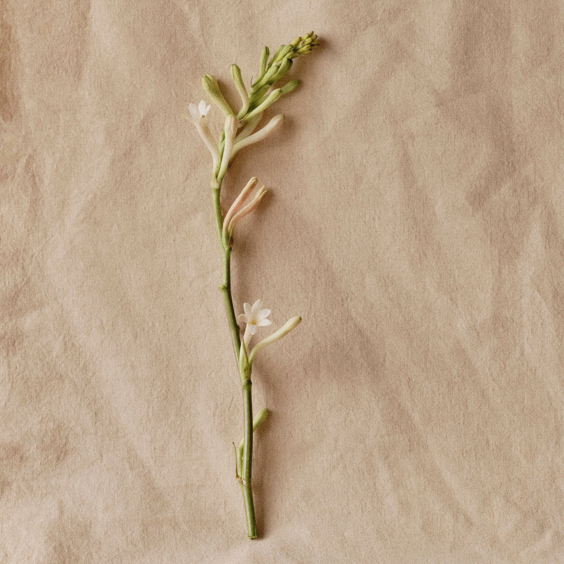 Spring 26 | Wild Land | Floral Broom, Creamy Tuberose | Seasonal